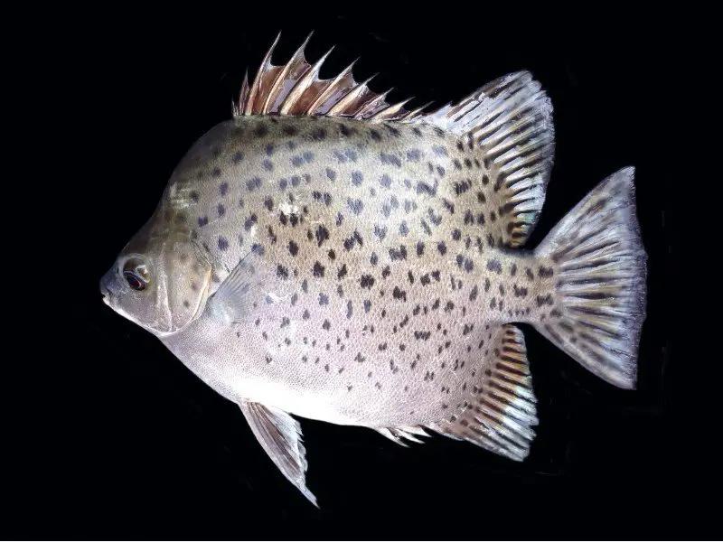 Leopard angelfish against a dark background