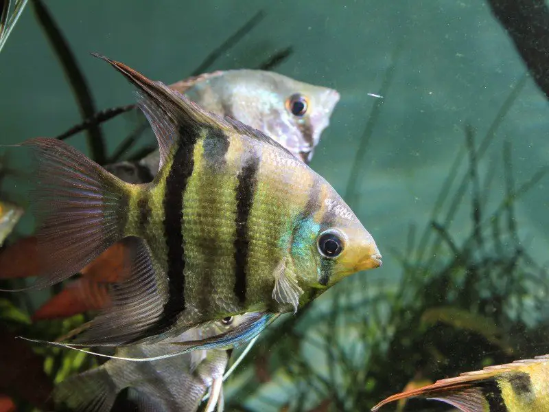 Leopold's angelfish swimming with other angelfish