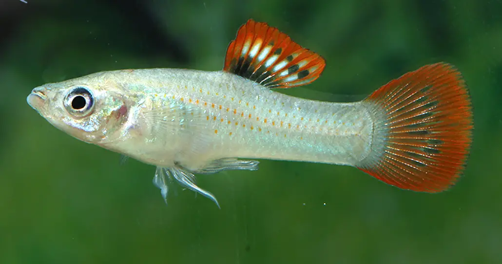 Liberty molly fish swimming close up