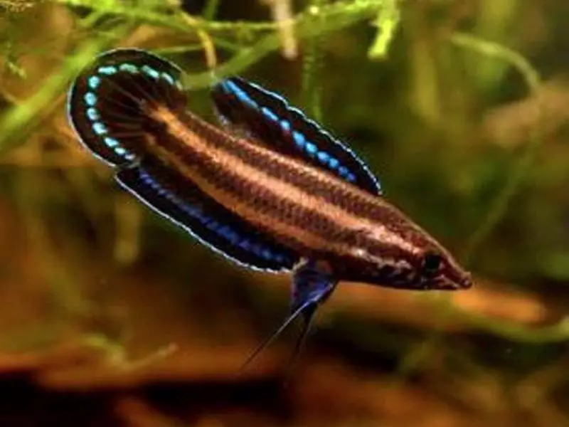 Licorice gourami swimming close up