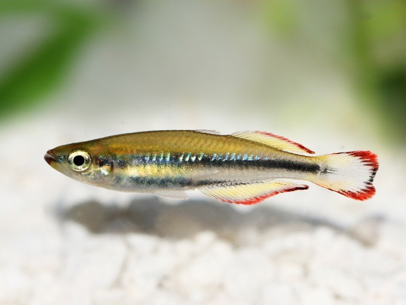 Madagascan rainbowfish swimming above pebble substrate