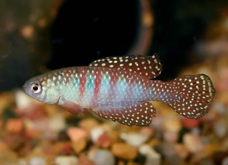 Magnificus killifish swimming above rocky substrate