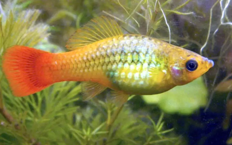 Malibu sunset platy swimming in a planted tank