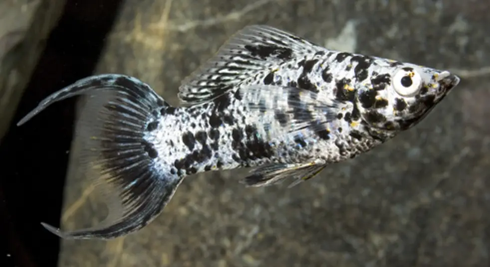 Marble lyretail molly fish swimming in front of a rock