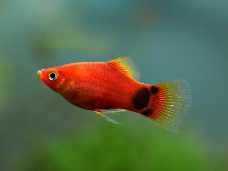 Mickey Mouse platy fish swimming close up