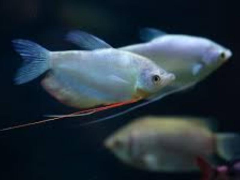 Moonlight gouramis swimming together