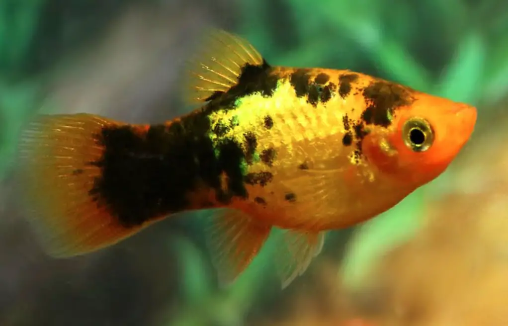 Neon gold calico platy fish swimming close up