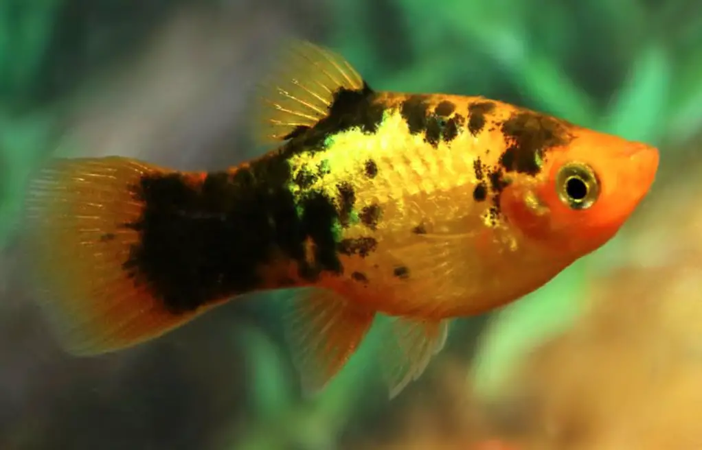 19 Most Popular Types of Platy Fish