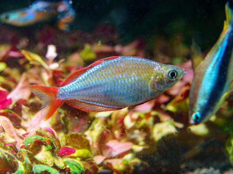 Neon rainbowfish swimming in a decorated tank