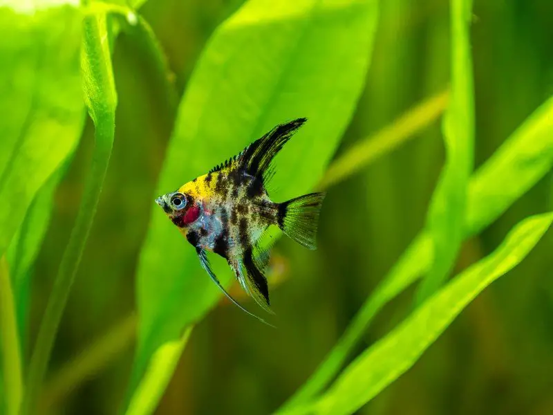 Panda angelfish swimming in a planted tank