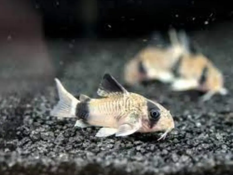 Panda cory swimming near bottom of tank