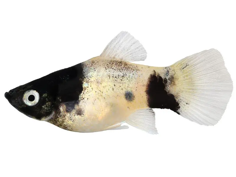 Panda platy swimming against white background