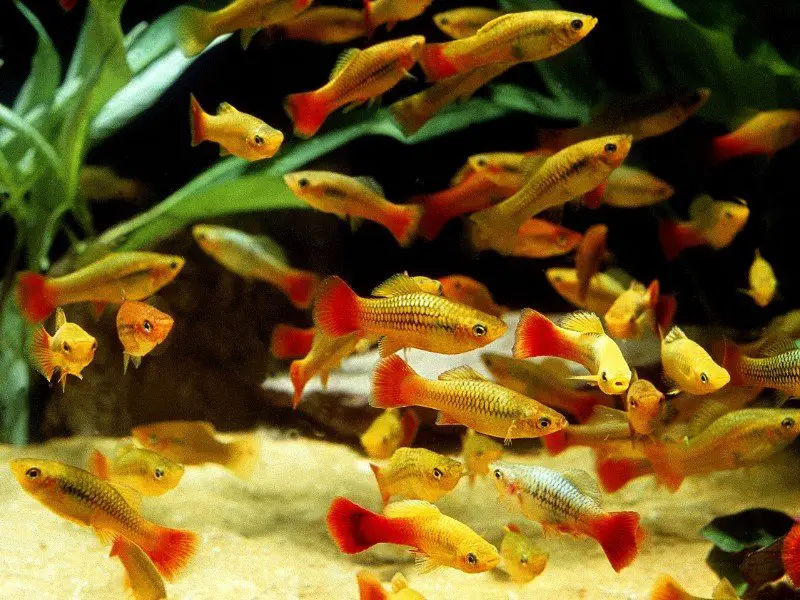 School of parrot platy fish swimming in a planted tank