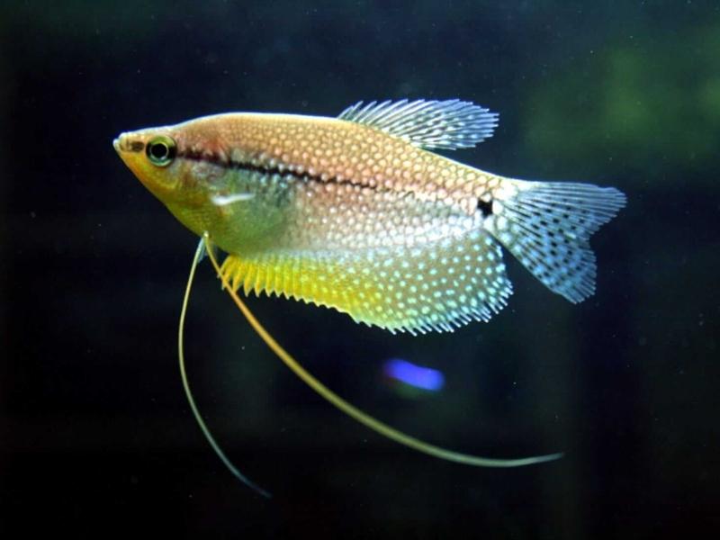 Pearl gourami swimming in a dark tank