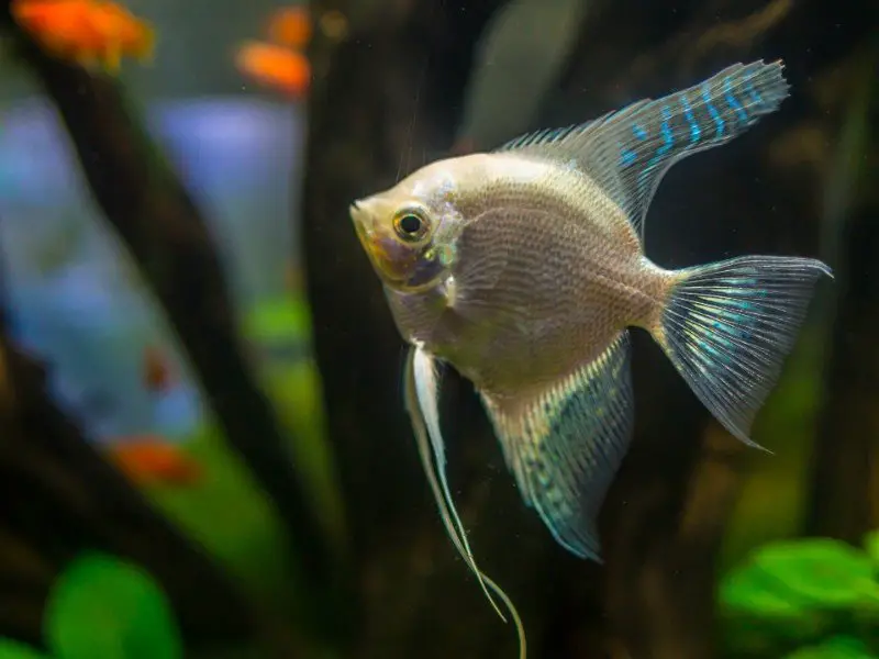 Platinum angelfish swimming in a decorated tank