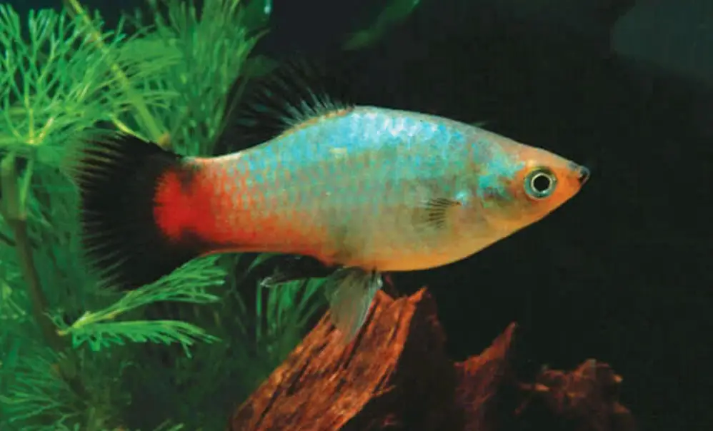 Rainbow platy swimming in a decorated tank