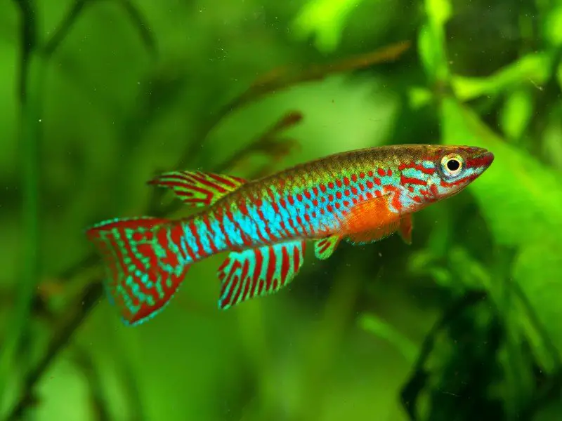 Red-striped killifish swimming in a planted tank