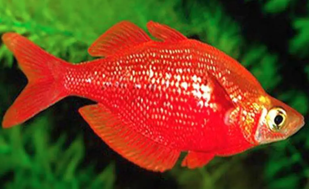 Red Irian rainbowfish swimming in a planted tank