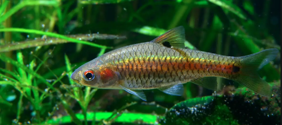 Redside barb swimming in a planted tank
