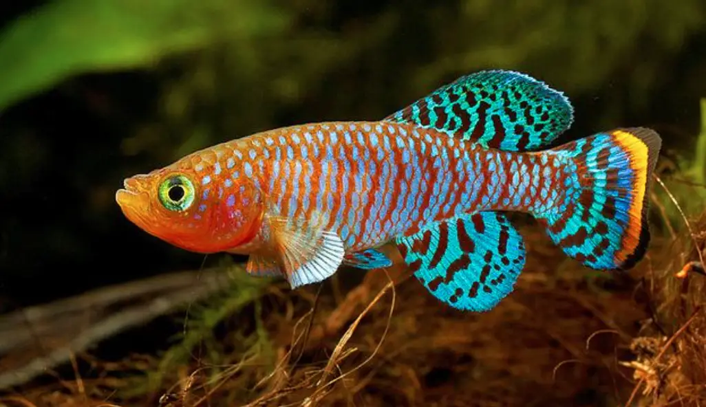 Redtail notho swimming above planted substrate