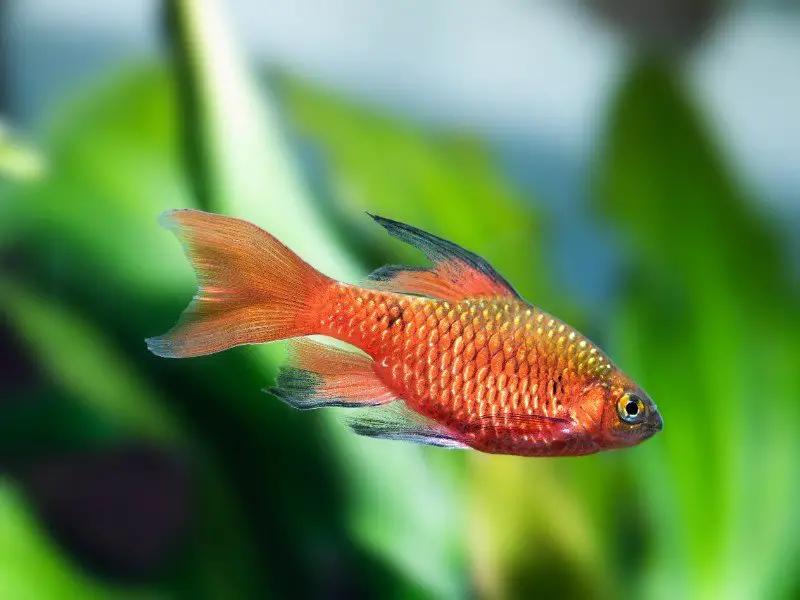 Rosy barb swimming close up