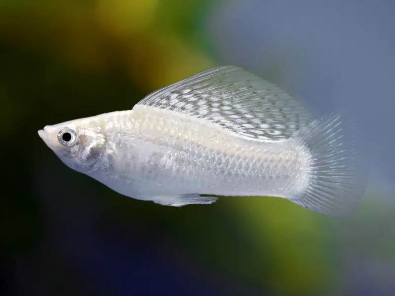 White sailfin molly swimming up close