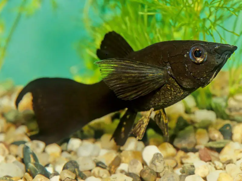 Black sailfin molly fish swimming near rocky substrate in a decorated tank