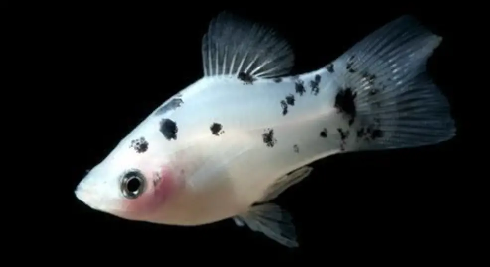 Salt and pepper platy swimming against dark background