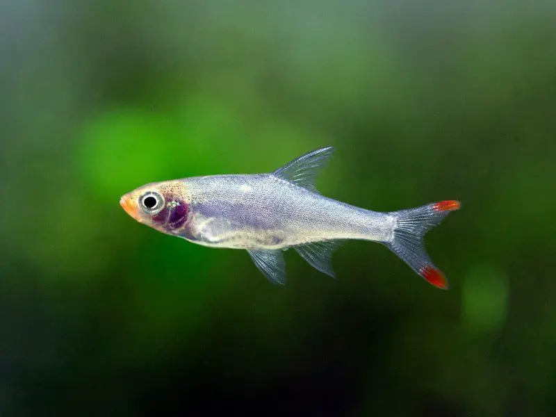 Sawbwa barb swimming against dark green background