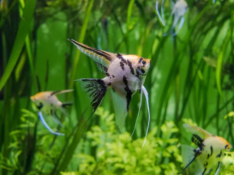 Silver angelfish swimming in a planted tank
