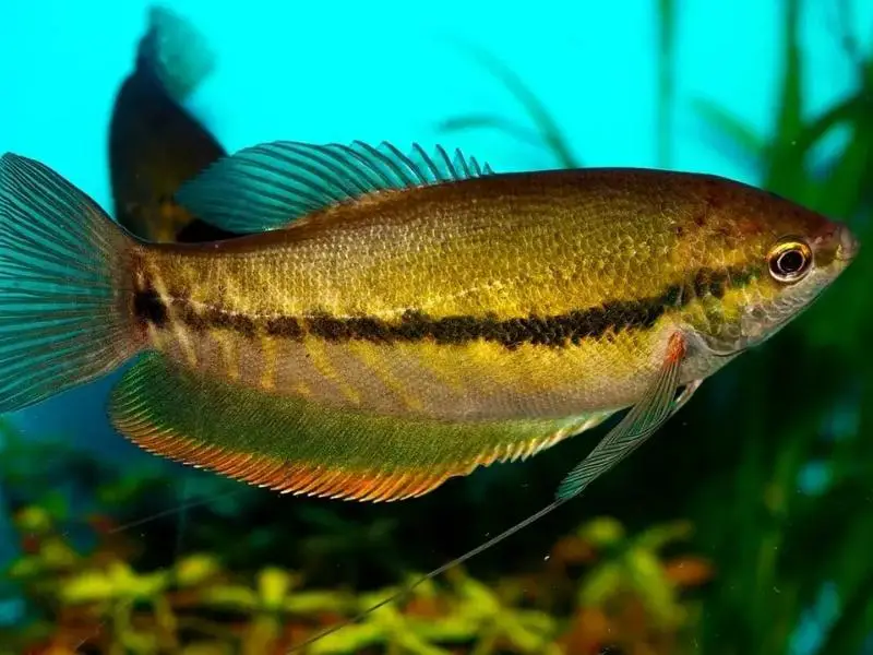 Snakeskin gourami swimming in a planted tank