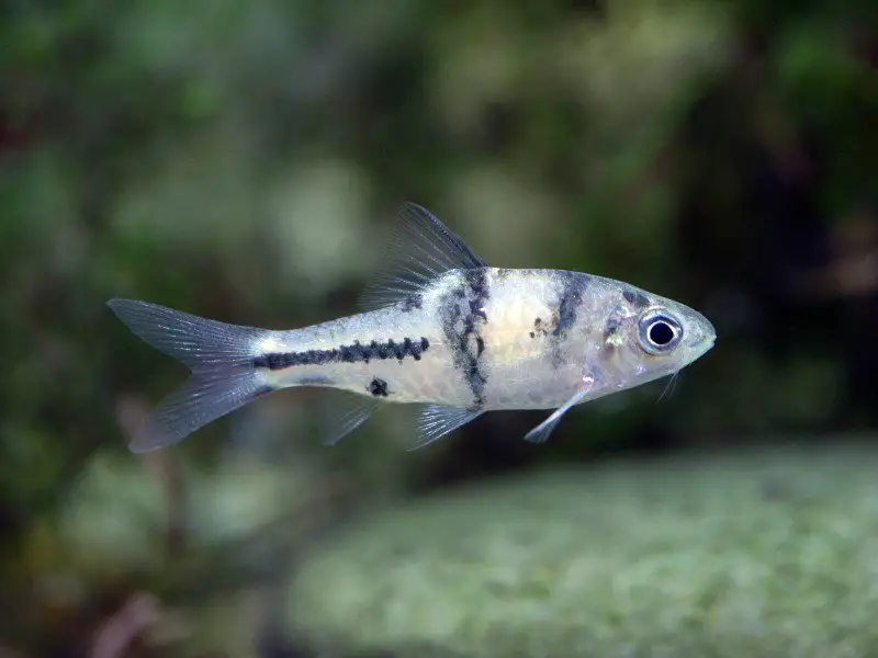 Spanner barb swimming against a dark background