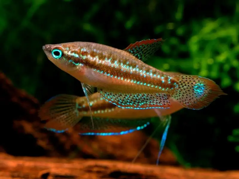 Sparkling gourami swimming in a decorated tank