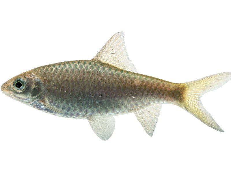 Swamp barb swimming against a white background