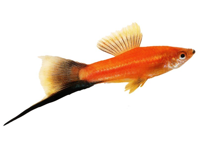 Swordtail platy fish swimming against a white background