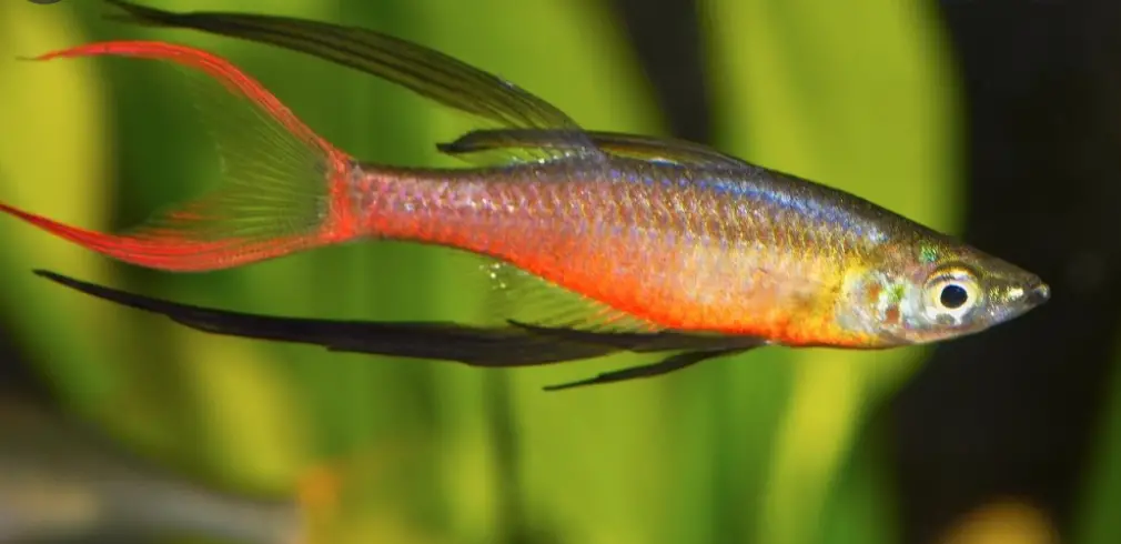 Threadfin rainbowfish swimming close up