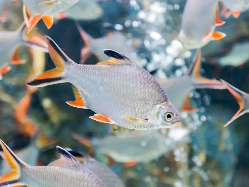 School of tinfoil fish swimming together