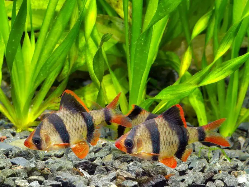 Pair of tiger barbs swimming above rocky substrate