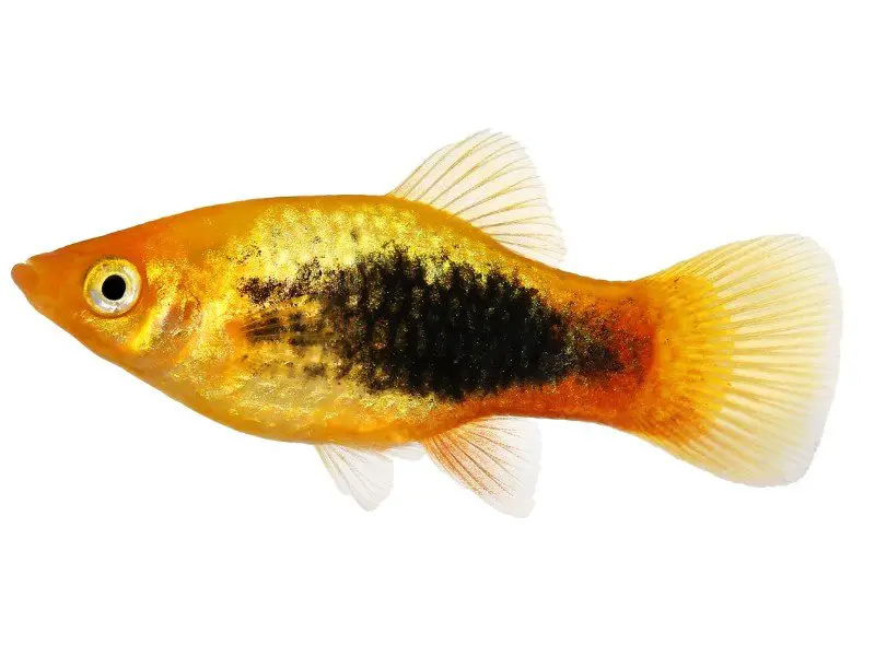 Tuxedo platy fish swimming against white background