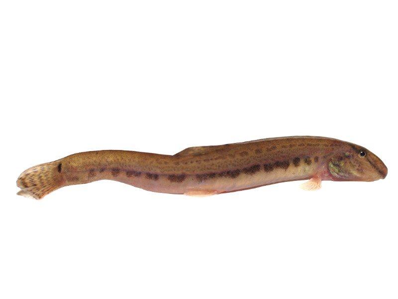 Weather loach against a white background