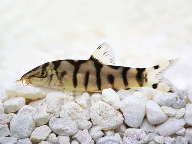 Yoyo loach resting on rocky substrate