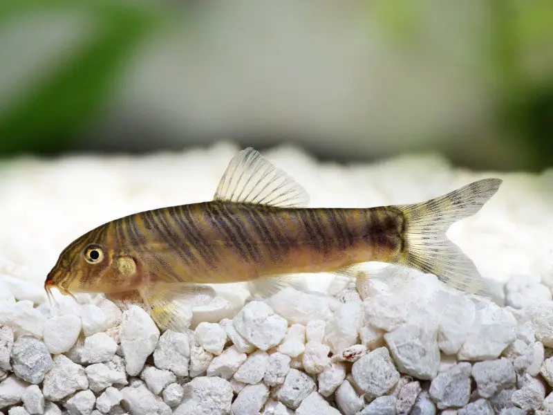 Zebra loach resting near rocky substrate