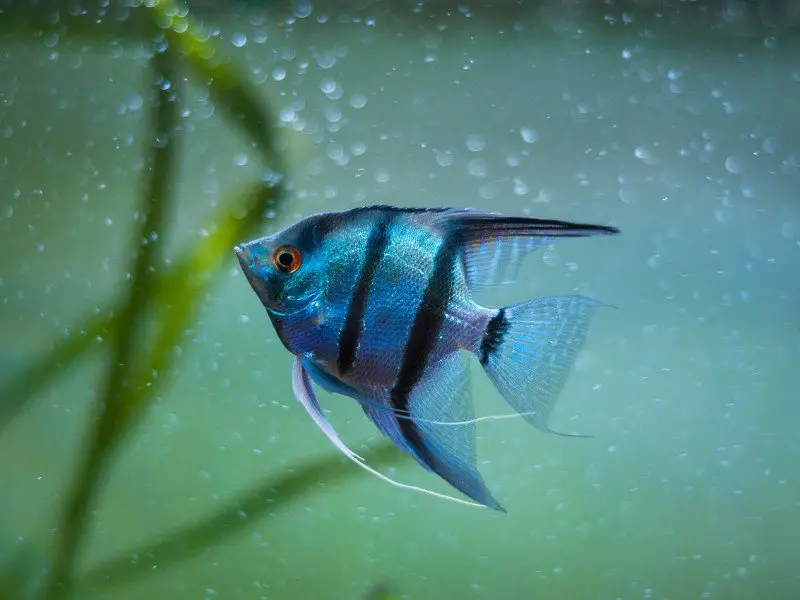 Zebra angelfish swimming close up