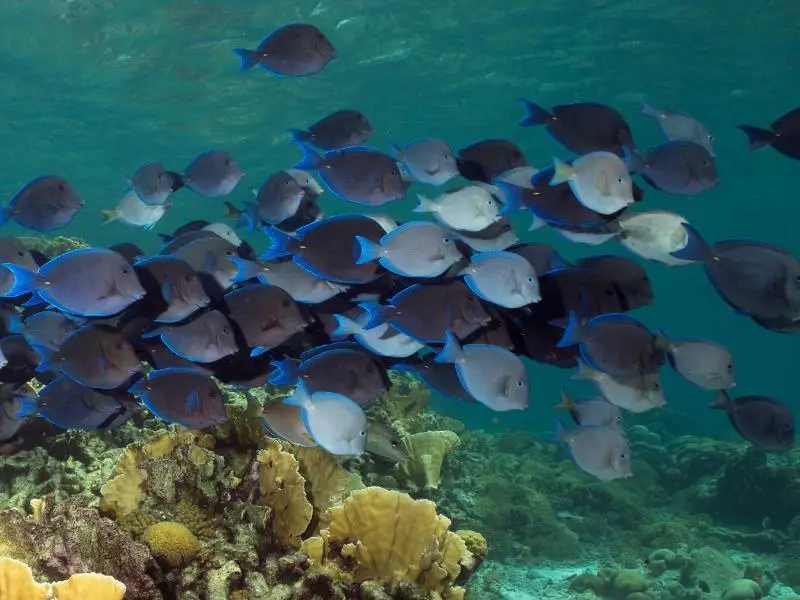 A school of Atlantic blue tangs swimming near coral patches