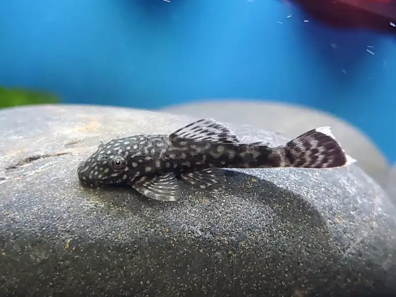 Bristlenose pleco lying on a rock in an aquarium