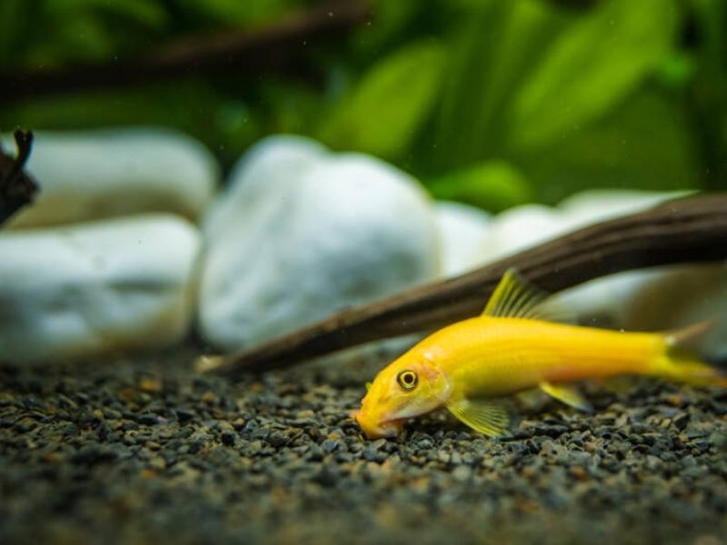 Chinese algae eater lying on the substrate of a planted tank