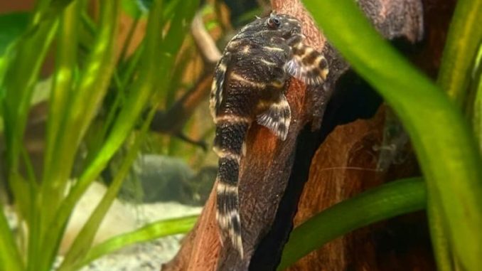 Clown pleco in wood