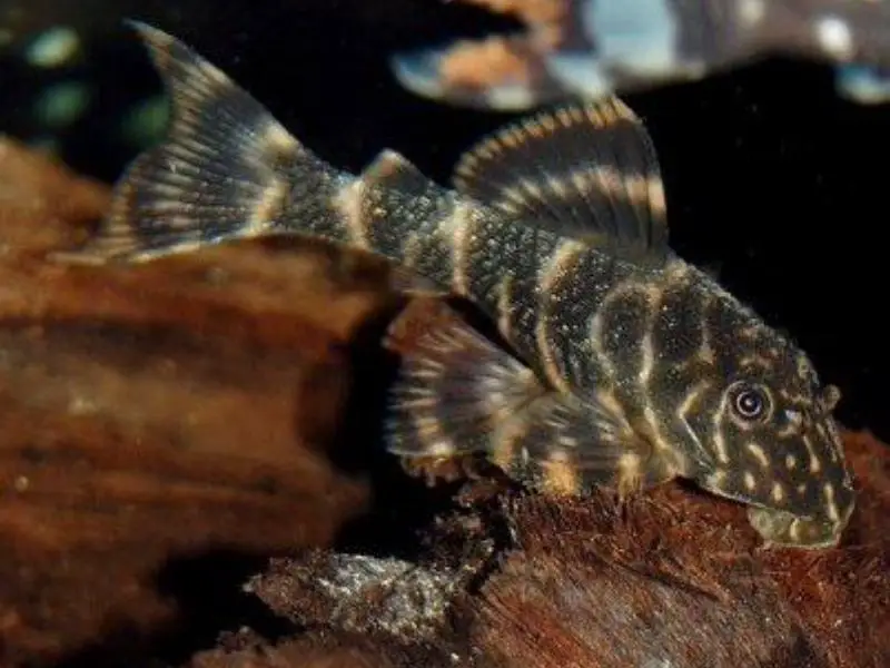 Clown pleco appearance