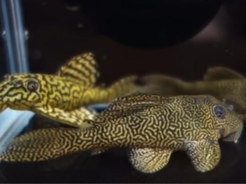 Clown pleco breeding