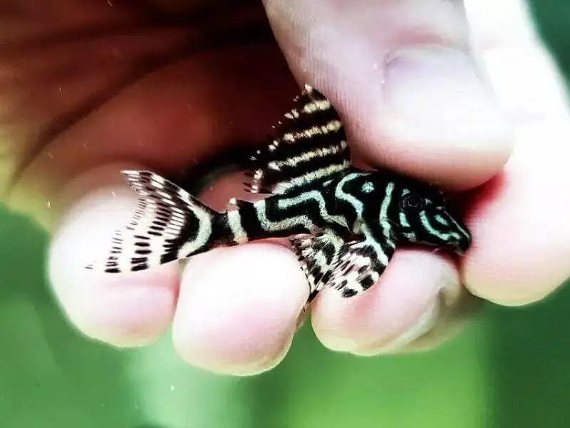 Clown pleco in hand